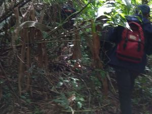 Video Kakek 87 Tahun Dievakuasi Setelah Tersesat di Hutan 10 Hari
