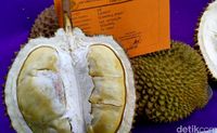 Di Pekalongan Ada Durian 'Nenek Moyang' dari Pohon Usia Ratusan Tahun