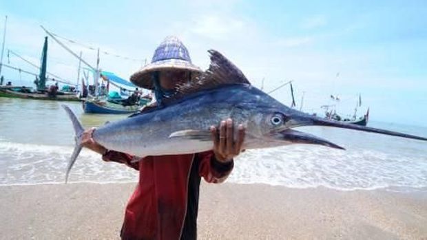 Nelayan menunjukkan ikan layar tangkapannya di Pantai Jumiang, Pamekasan, Jawa Timur. Foto: ANTARA FOTO/Saiful Bahri