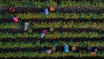 Marigolds. Foto: via worldtravelling.com
