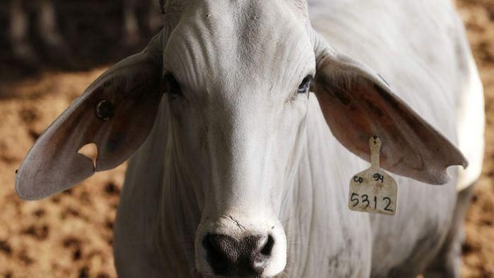 Indonesia Buka Keran Impor Sapi, Australia Diprediksi Masih Akan Rajai Pasar