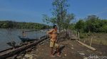 Melihat Lagi Ancaman Abrasi di Utara Bekasi