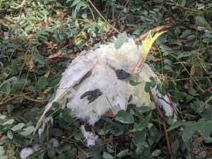 Fenomena Burung-burung Berjatuhan dari Langit Australia