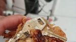 Hii Jijik! Ada Cicak hingga Kunci Rumah di Makanan Ini
