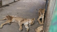 Begini penampakan lima singa di sebuah bonbin Sudan. (Foto: Osman Salih/Facebook)