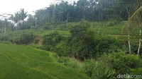 Lokasi Candi Umbul yang berada di tengah persawahan yang sejuk dan masih terjaga kelestariannya. Sungguh indah pemandangannya! (Eko Susanto/detikcom)
