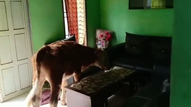 Viral Lembu Masuk Rumah Warga Medan, Begini Ceritanya