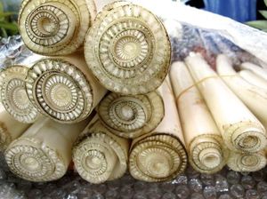 Kakak-Adik Rebutan Ikan Lele dan Fakta Menarik Batang Pisang