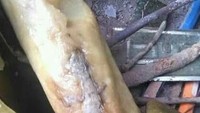 Cicak seharusnya ada di dinding tapi cicak yang satu ini malah nyasar ke lontong. Di dalam lontong terlihat ada seekor cicak utuh yang pastinya sudah ikut direbus hingga matang. Hiiii jijik! Foto: instagram