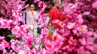Tak heran banyak warga yang memburu pohon Mei Hua untuk menghiasi sudut ruangan di rumah mereka saat Imlek. Berkah dari meningkatnya penjualan pohon hias ini bahkan membuat pedagang dapat meraup untung hingga puluhan juta rupiah.