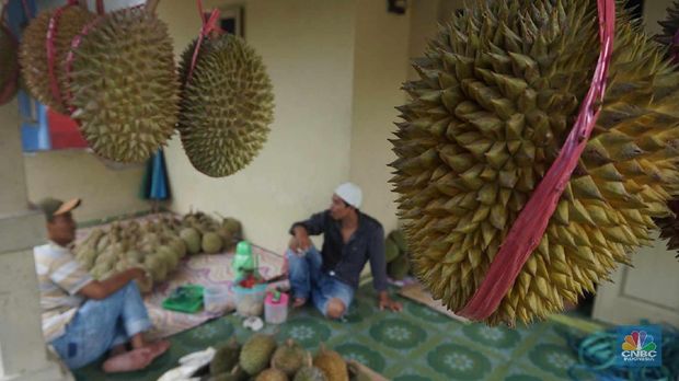 Melihat Petani Durian Borongan Khas Rumpin Bogor. (CNBC Indonesia/ Muhammad Sabki)