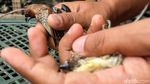 Pedagang Burung Pipit Mulai Gelar Lapak Jelang Imlek