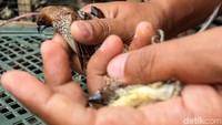 Tak heran semakin mendekati Tahun Baru Imlek, semakin banyak pedagang yang menjual burung pipit maupun beragam pernak-pernik khas Imlek lainnya. Tak heran semakin mendekati Tahun Baru Imlek, semakin banyak pedagang yang menjual burung pipit maupun beragam pernak-pernik khas Imlek lainnya.