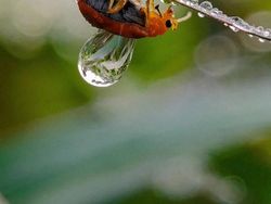 Siapa Sangka Deretan Foto Makro Ini Diambil Pakai Ponsel