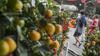 Pohon jeruk Kim Kit atau jeruk Imlek itu dijual antara Rp800 ribu sampai Rp2,5 juta.