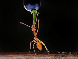 Siapa Sangka Deretan Foto Makro Ini Diambil Pakai Ponsel