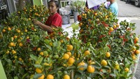 Pohon jeruk dipercaya bisa membawa keberuntungan.