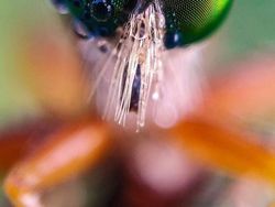 Siapa Sangka Deretan Foto Makro Ini Diambil Pakai Ponsel