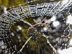 Siapa Sangka Deretan Foto Makro Ini Diambil Pakai Ponsel