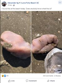 Ada Makhluk Aneh Di Pantai Amerika, Diduga 'Babi Laut'