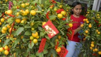Pekerja beraktivitas di antara pohon jeruk yang dijual di kawasan Pasar Bunga Rawa Belong, Jakarta, Rabu (22/1/2020).