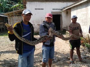 Sanca Diduga Pemangsa Ternak Warga Blitar Ditangkap di Kandang Ayam