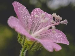 Siapa Sangka Deretan Foto Makro Ini Diambil Pakai Ponsel