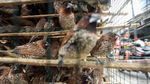 Pedagang Burung Pipit Mulai Gelar Lapak Jelang Imlek