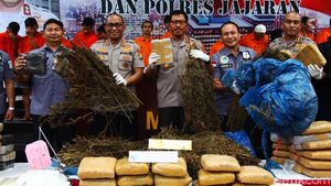Ini Dia Ganja yang Diamankan dari 5 Hektare Ladang di Sumut