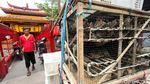 Pedagang Burung Pipit Mulai Gelar Lapak Jelang Imlek