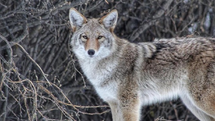 A wild coyote was walking along at the park and stared into my camera.