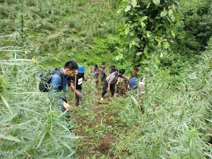 Polisi bongkar ladang ganja 5 Ha di Mandailing Natal, Sumut