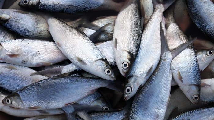 Girl receiving hyaluronic acid treatment