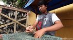 Pedagang Burung Pipit Mulai Gelar Lapak Jelang Imlek