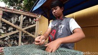 Burung pipit tersebut dijual dengan harga Rp 1.500 per ekor. Burung pipit tersebut dijual dengan harga Rp 1.500 per ekor.