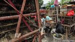 Pedagang Burung Pipit Mulai Gelar Lapak Jelang Imlek