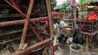 Meningkatnya permintaan akan burung pipit menjelang Tahun Baru Imlek membuat sejumlah pedagang mulai menggelar lapak untuk berjualan burung tersebut. Meningkatnya permintaan akan burung pipit menjelang Tahun Baru Imlek membuat sejumlah pedagang mulai menggelar lapak untuk berjualan burung tersebut.