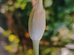 Siapa Sangka Deretan Foto Makro Ini Diambil Pakai Ponsel