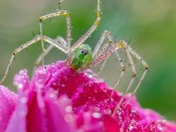 Siapa Sangka Deretan Foto Makro Ini Diambil Pakai Ponsel