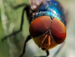 Siapa Sangka Deretan Foto Makro Ini Diambil Pakai Ponsel