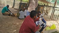 Osman Salih pada prosesnya juga memberikan laporan bahwa singa-singa kurus ini sudah ditangani. (Foto: Osman Salih/Facebook)