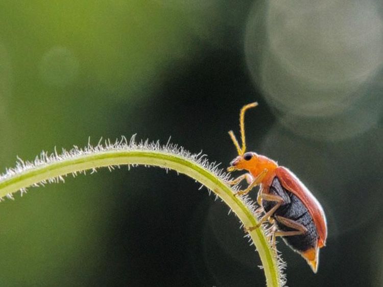 Siapa Sangka Deretan Foto Makro Ini Diambil Pakai Ponsel