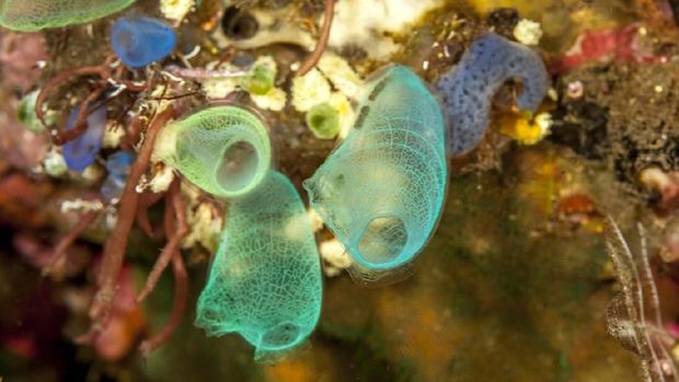 Ada Makhluk Aneh Di Pantai Amerika, Diduga 'Babi Laut'
