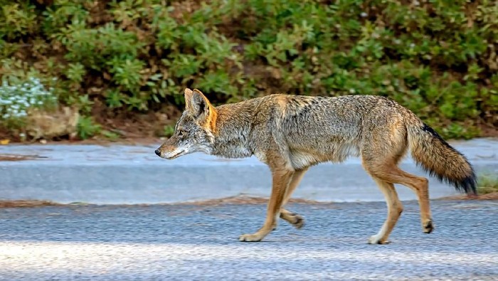 A wild coyote was walking along at the park and stared into my camera.