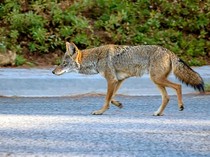 Pesawat Putar Balik Setelah Tabrak Anjing Koyote