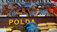 Nana menyebut ladang ganja itu sudah siap dipanen.