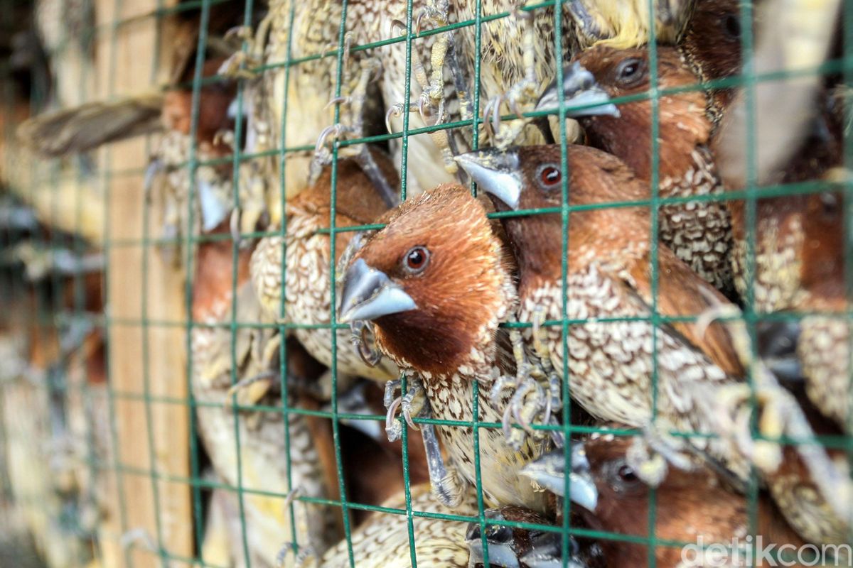 Heboh Berjatuhan di Bali, Apa Beda Burung Pipit dan Burung Gereja?