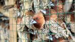 Pedagang Burung Pipit Mulai Gelar Lapak Jelang Imlek