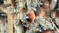 Bagi sejumlah warga Tionghoa, tradisi melepaskan burung pipit ini diharapkan dapat memberikan karma baik maupun melancarkan rezeki mereka di tahun yang baru. Bagi sejumlah warga Tionghoa, tradisi melepaskan burung pipit ini diharapkan dapat memberikan karma baik maupun melancarkan rezeki mereka di tahun yang baru.