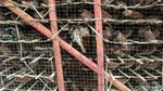 Pedagang Burung Pipit Mulai Gelar Lapak Jelang Imlek
